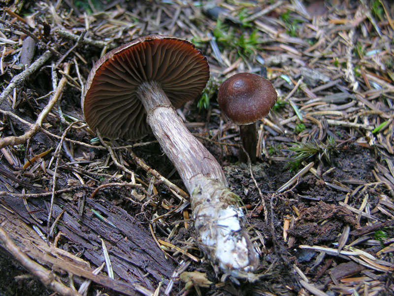 Cortinarius brunneus Fries.